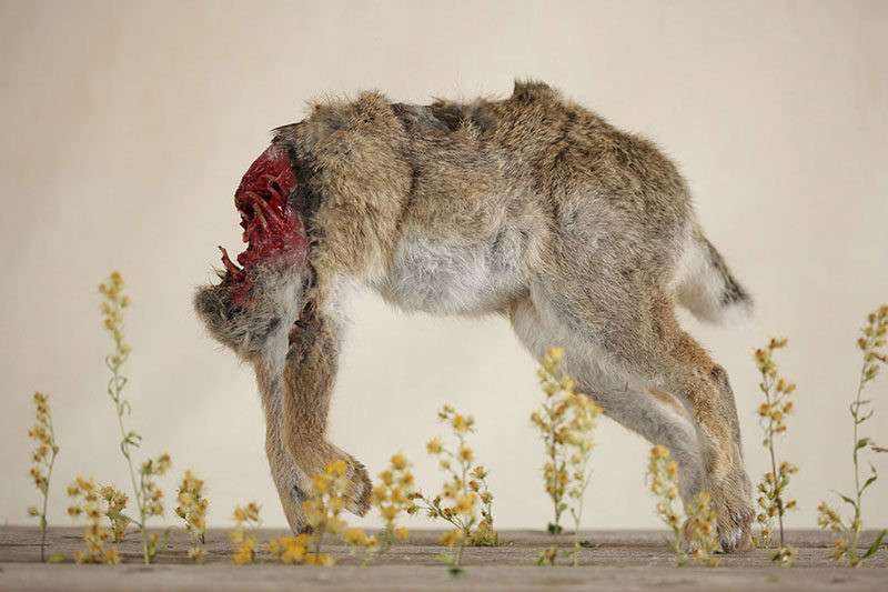 Kunst gemaakt van roadkills