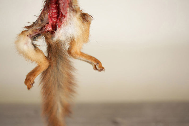 Kunst gemaakt van roadkills