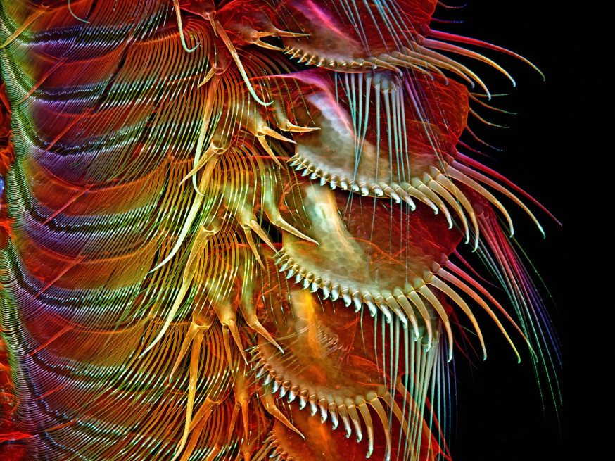 De microscopische wereld – photomicroscopy