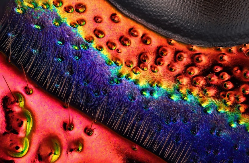 De microscopische wereld – photomicroscopy