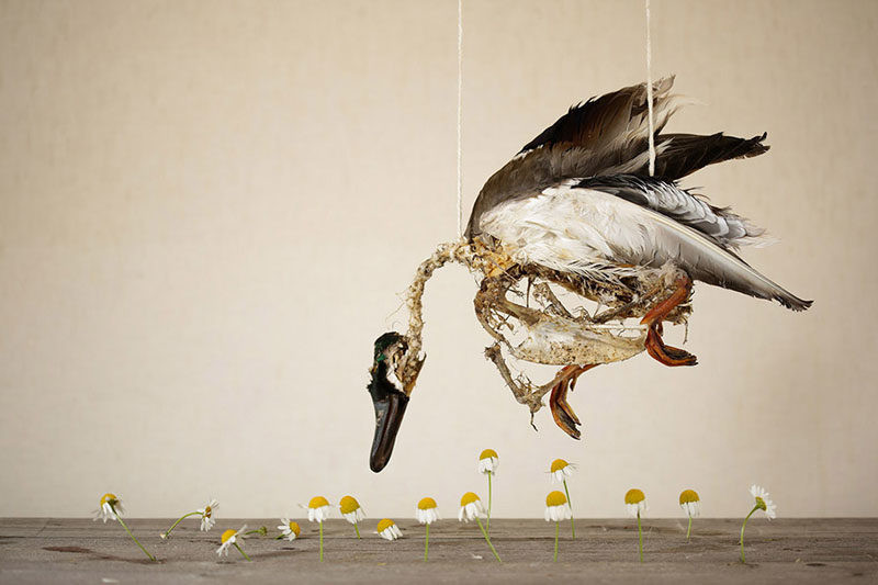 Kunst gemaakt van roadkills
