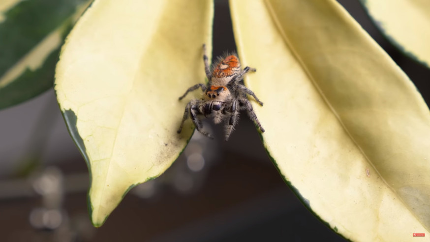 Macro fotograferen met een macro reverse ring