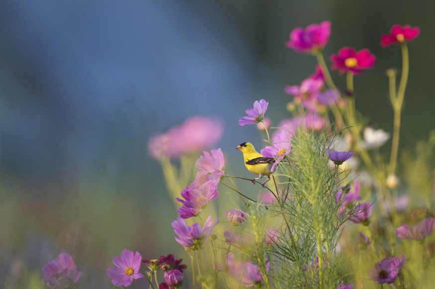 app, planten, dieren, herkennen, smartphone