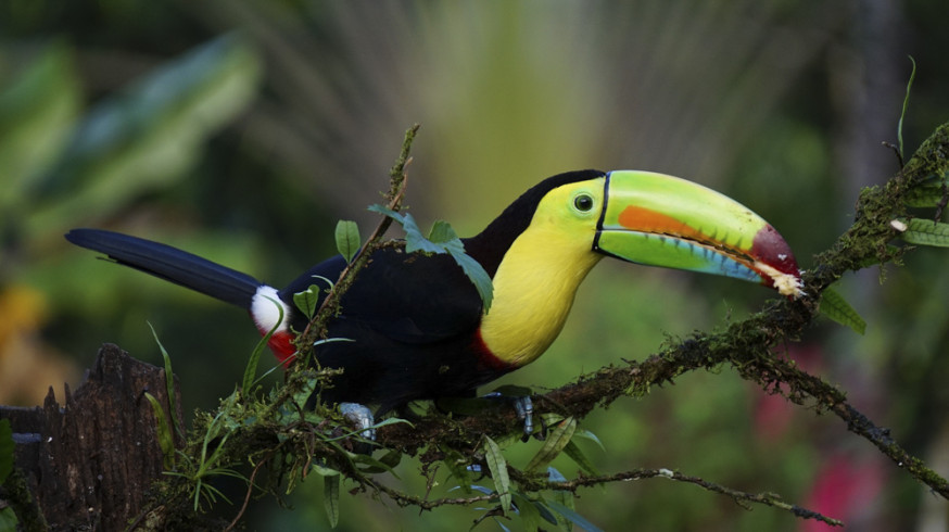 Costa rica selfies