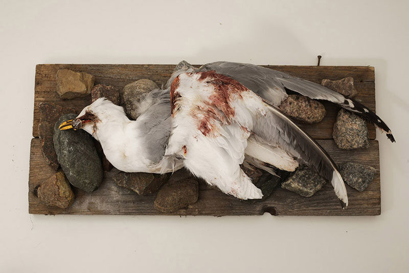 Kunst gemaakt van roadkills