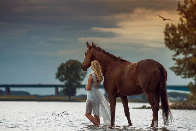paarden fotografie