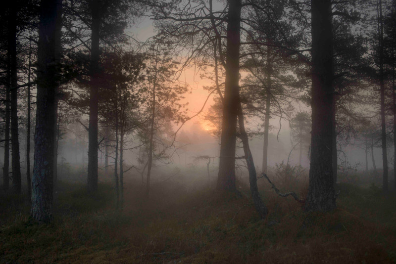 Todd Hido Bright Black World