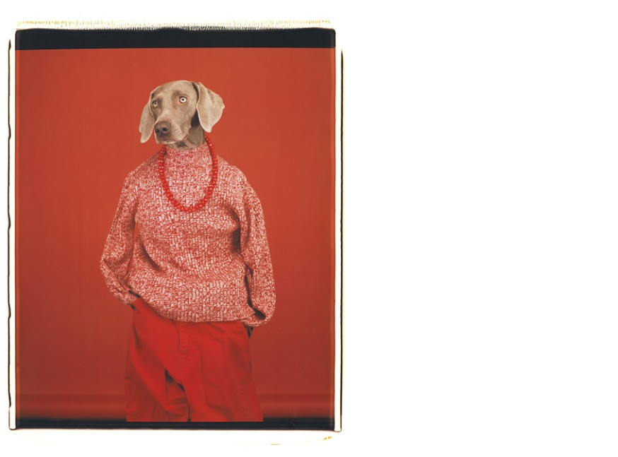 Casual, 2002, colour polaroid. © William Wegman. Courtesy of the artist.