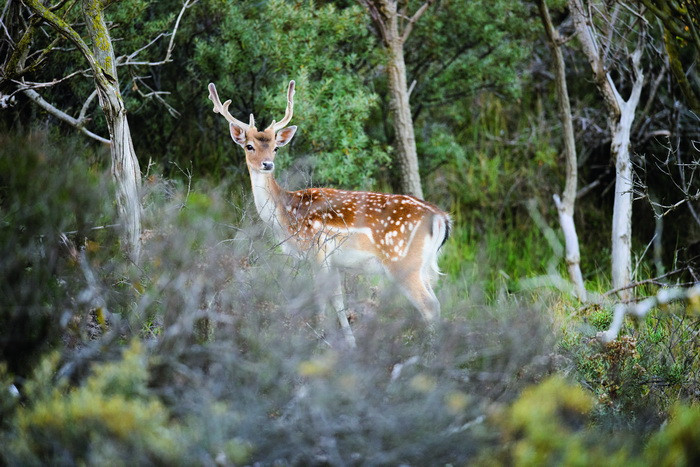 NIKON AF-S NIKKOR 600MM F/4E FL ED VR Praktijktest: Safari in Noordwijk