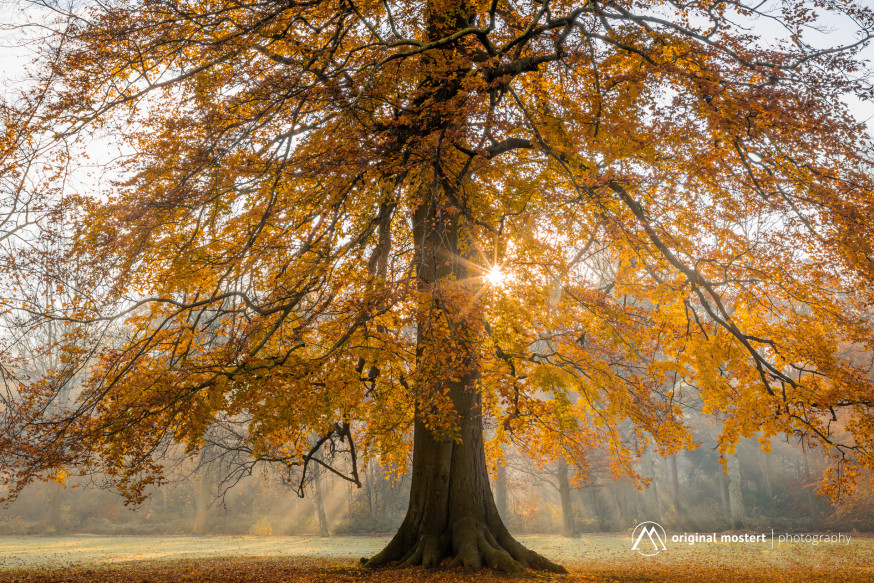 Minimalisme in Landschapsfotografie: Rust in de chaos van het bos