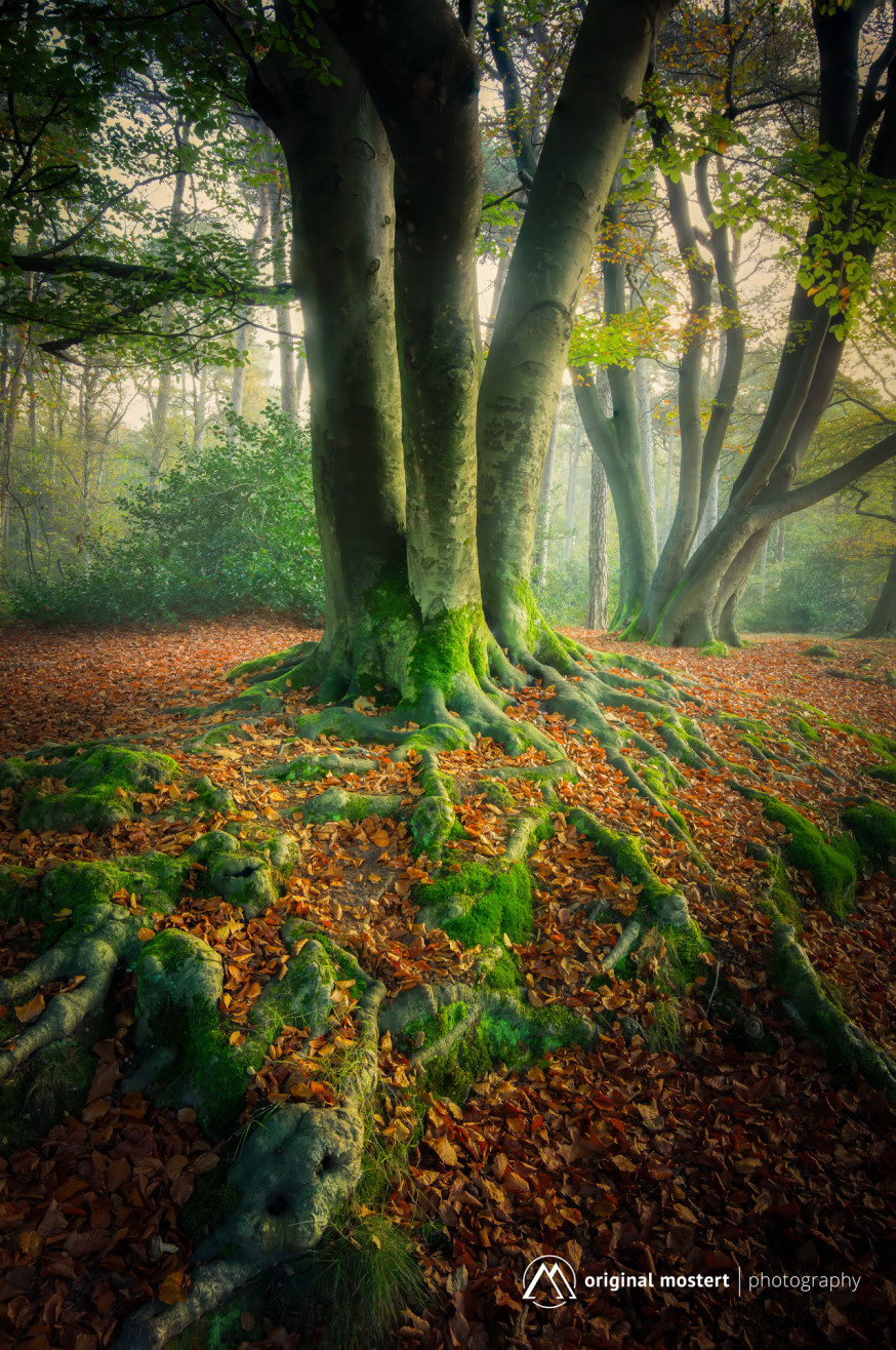 Minimalisme in Landschapsfotografie: Rust in de chaos van het bos