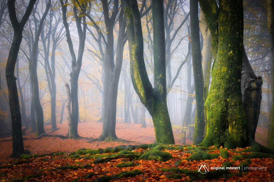 Minimalisme in Landschapsfotografie: Rust in de chaos van het bos