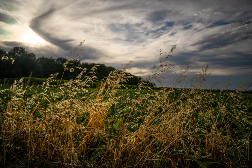 samyang 24mm f/2.8 fe review