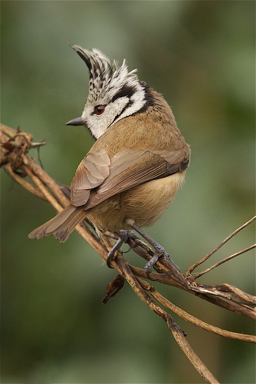Lezing