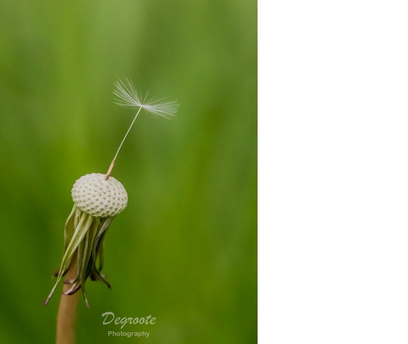 nico degroote, fotowedstrijd macro