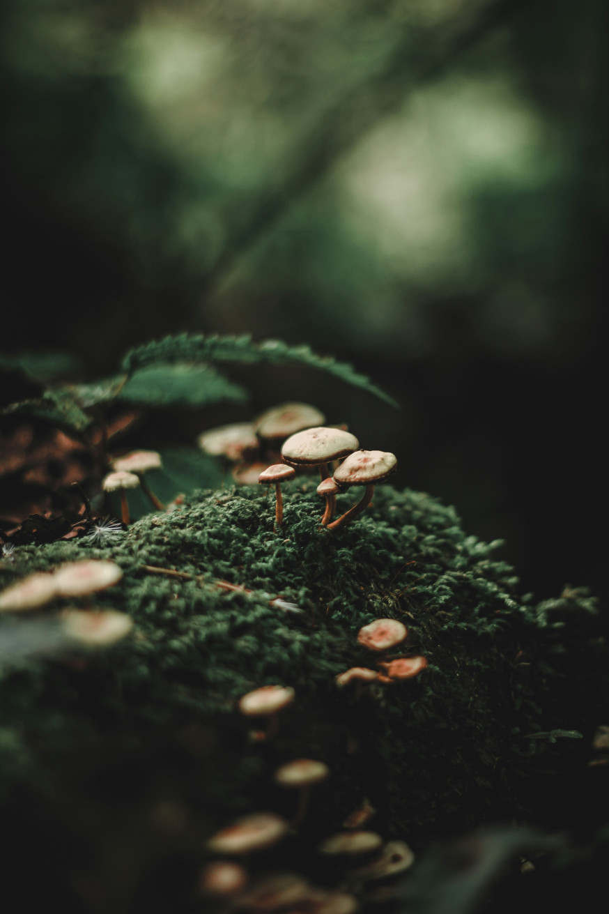 natuurfotografie tips Nederland