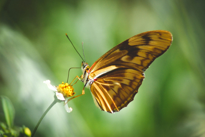 Trends in natuurfotografie