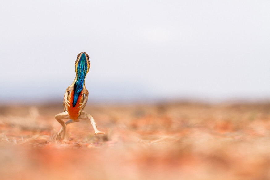Animal Photography Prize 2016
