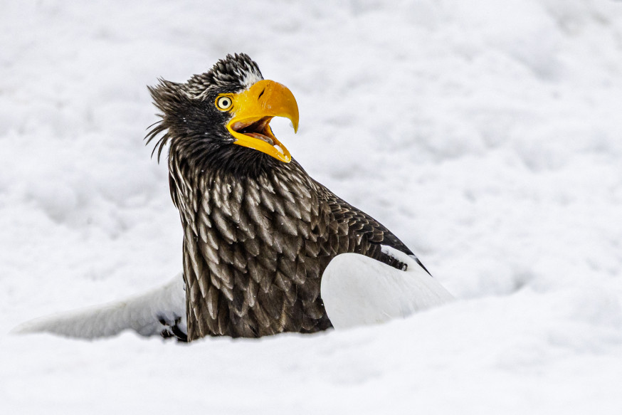 Comedy Wildlife Awards