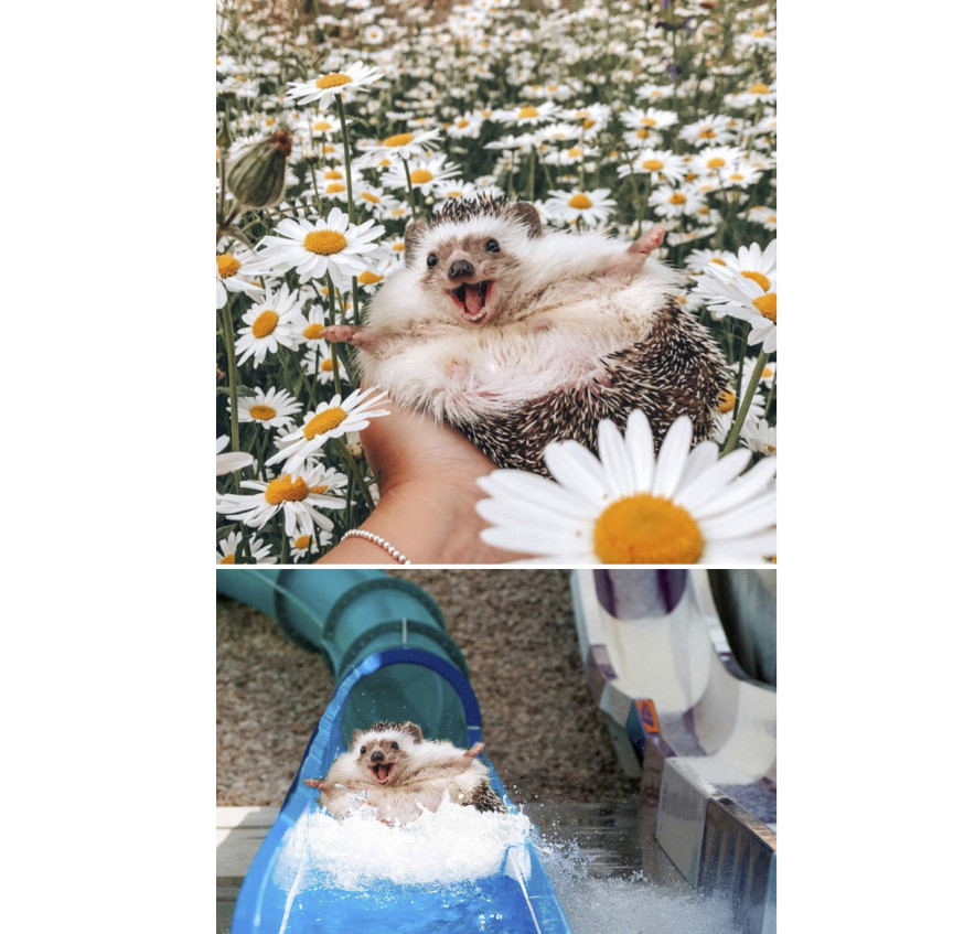 photoshop battles, photoshop, battle