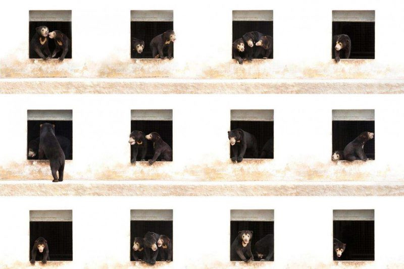 Prachtige deelnames van de Sony World Photography Awards