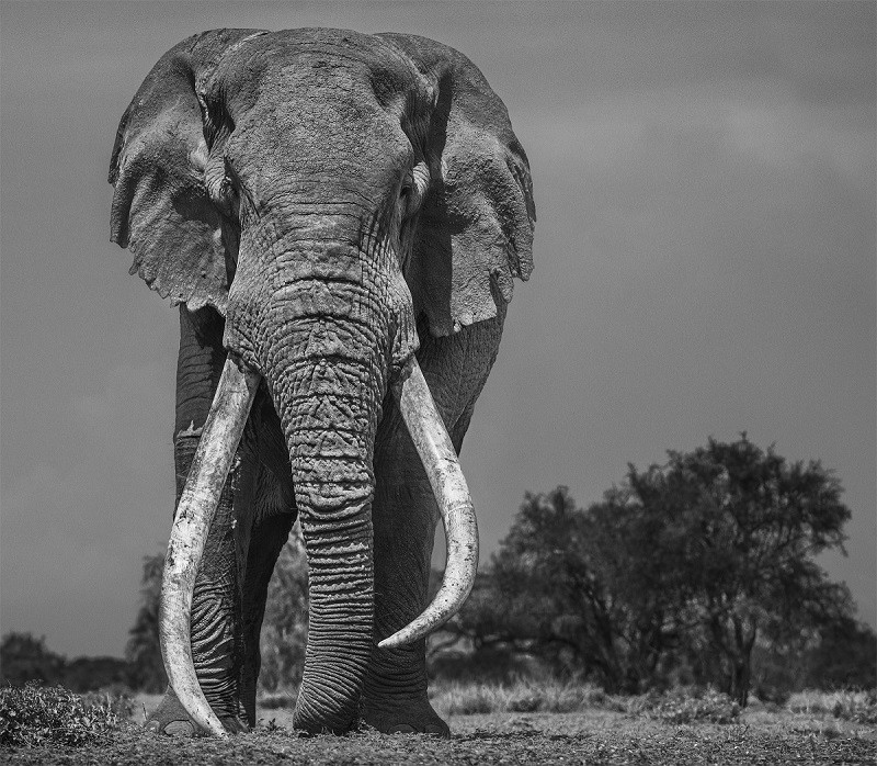 nikon david yarrow