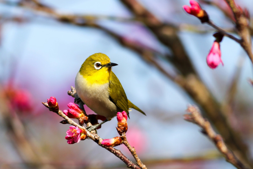 Lente: Het seizoen om buiten te fotograferen