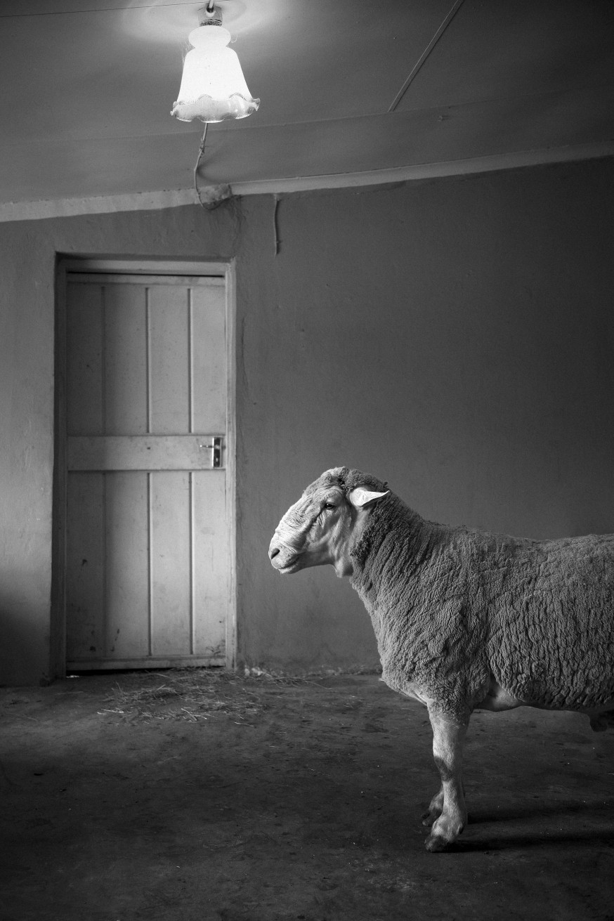 fotoproject Incurious