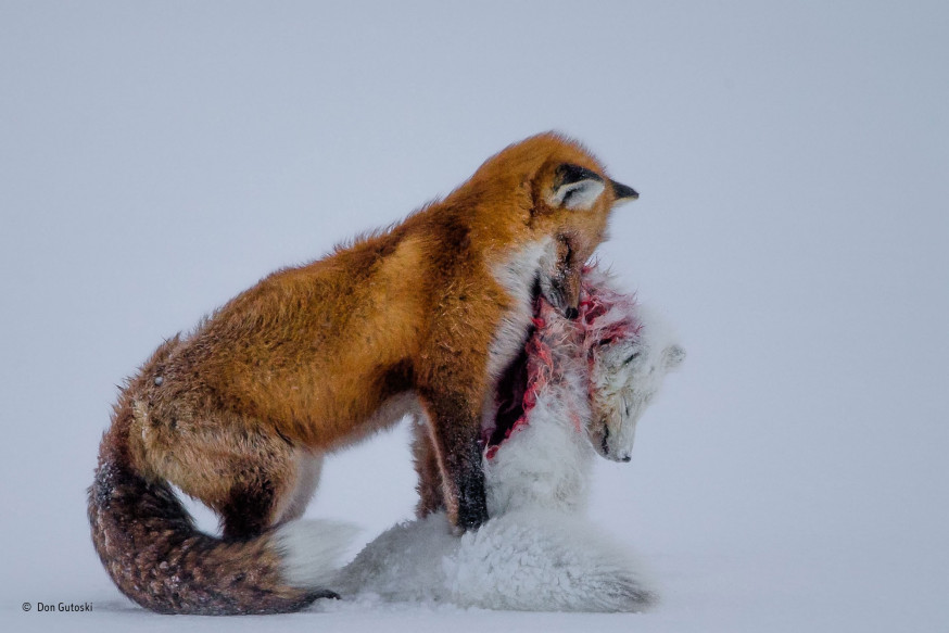 De beste natuurfoto's van 2015
