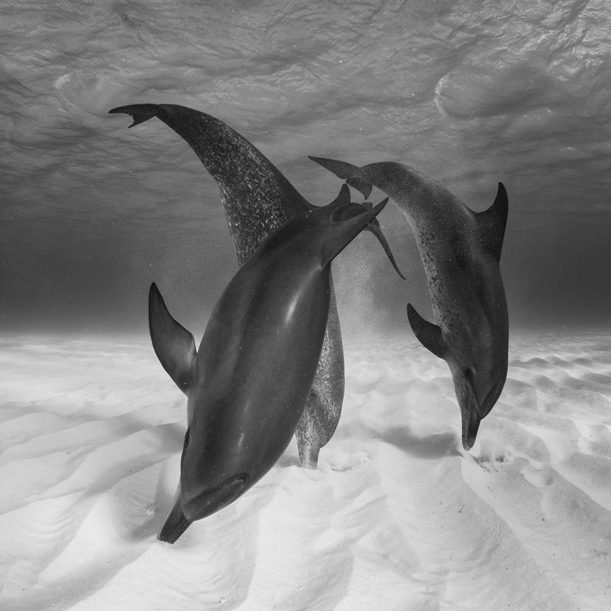 © Eugene Kitsios, Netherlands, Shortlist, Open Competition, Wildlife, 2017 Sony World Photography Awards 