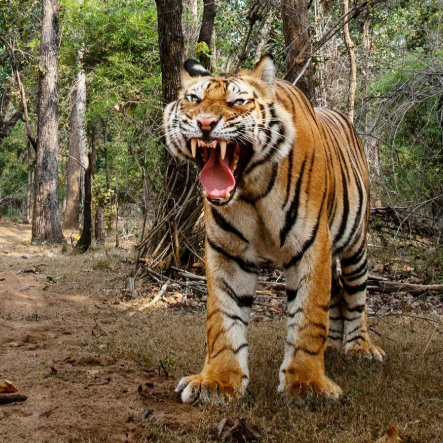 tijger steve winter national geographic