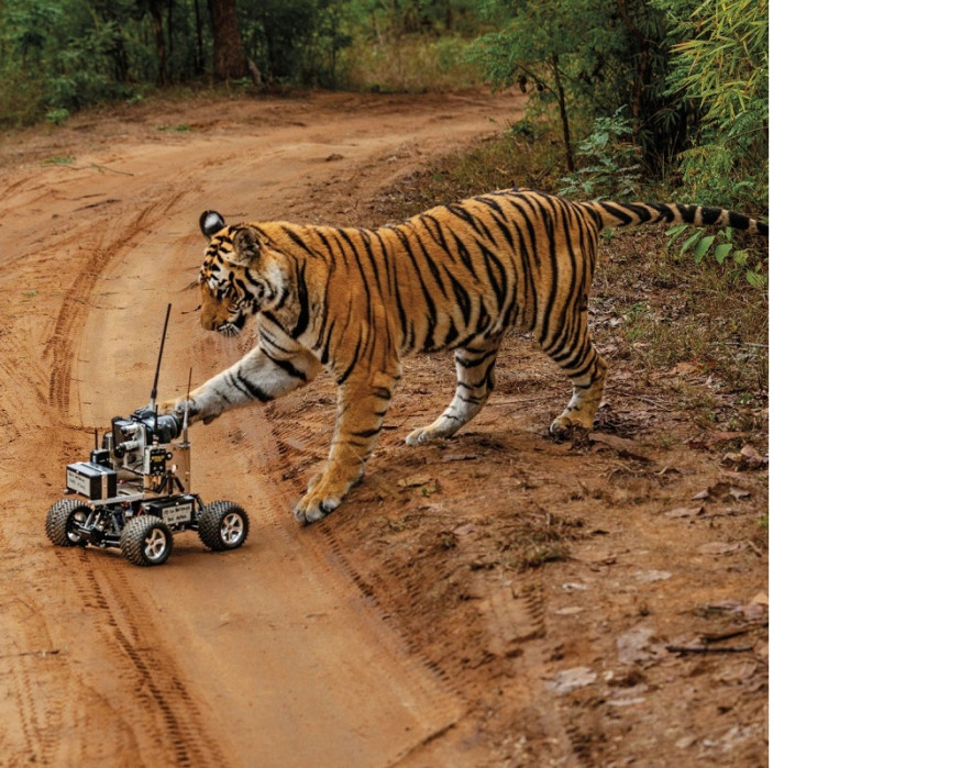 tijger steve winter national geographic