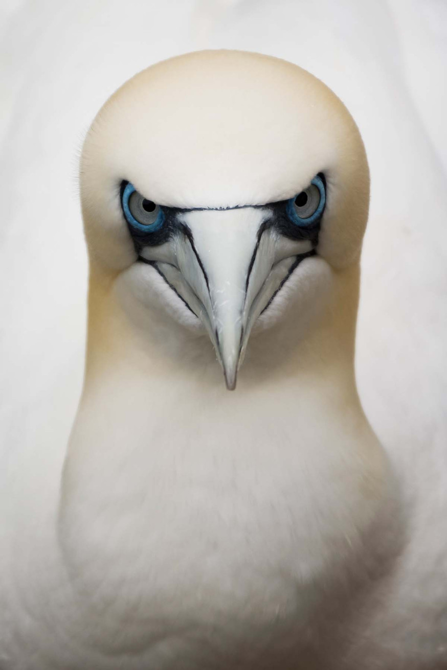 © Eugene Kitsios, Netherlands, Shortlist, Open Competition, Wildlife, 2017 Sony World Photography Awards 