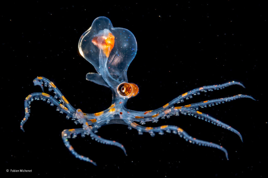 De beste natuurfoto's van 2015