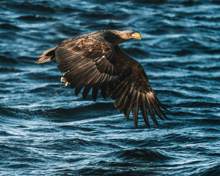 vogeltrek fotograferen