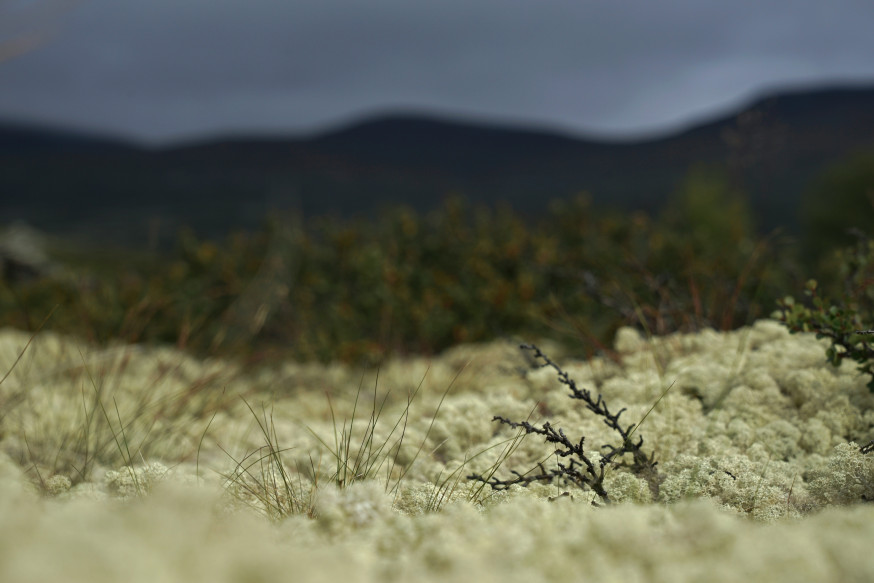 macro landschapsfotografie