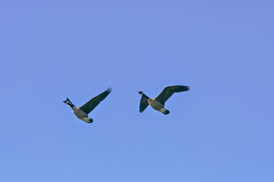 Nikon Z5II