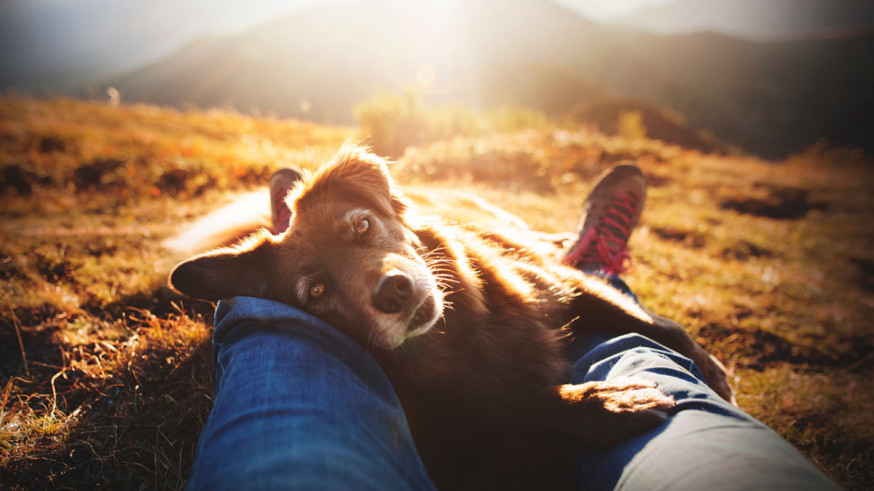 honden
