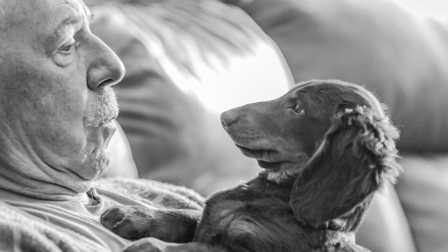 honden