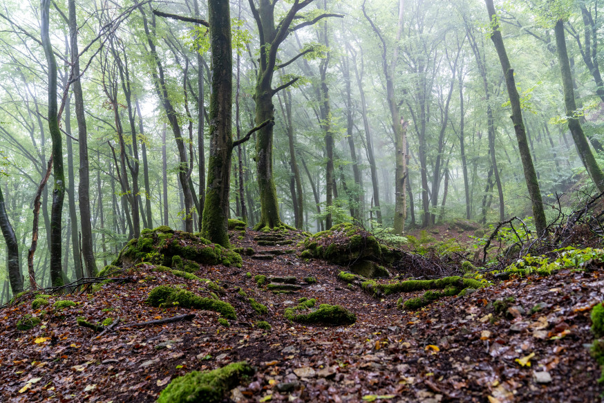 Mullerthal Trail