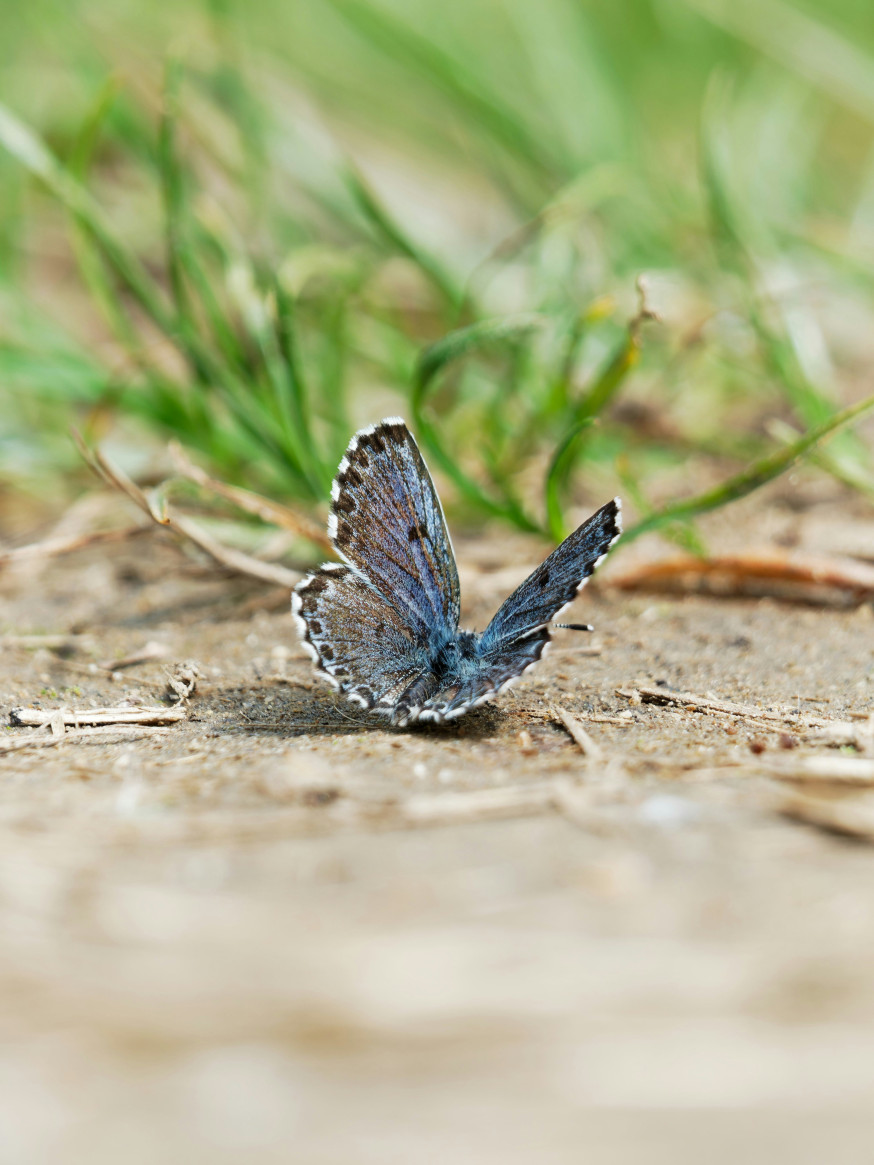 Afbeelding: alledaagse details vanuit een laag standpunt, bewust fotograferen op de grond (visuele hiërarchie) is nummer 4 van de 10 fotografie opdrachten voor meer inspiratie