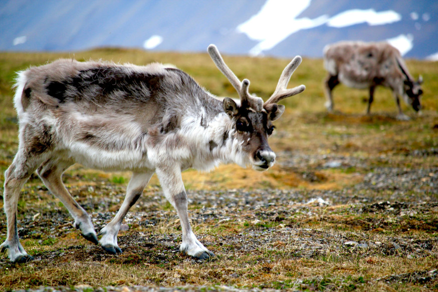 fotograferen op Svalbard