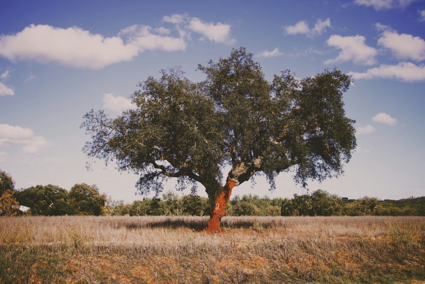 Alentejo fotografie