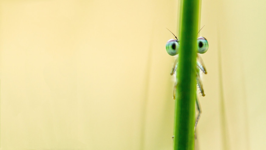 Eye