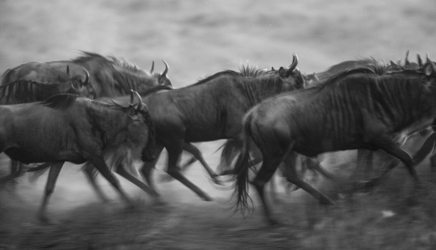 Serengeti