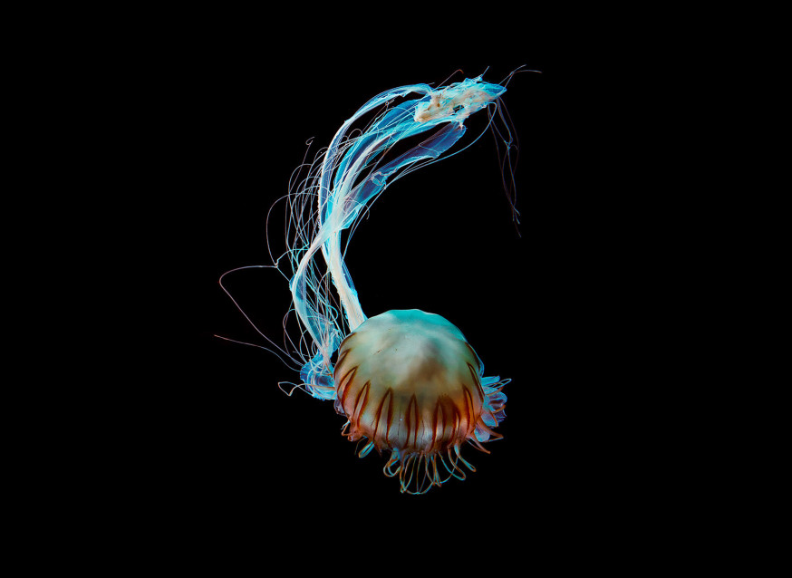 Medusa – Dirk Weyer