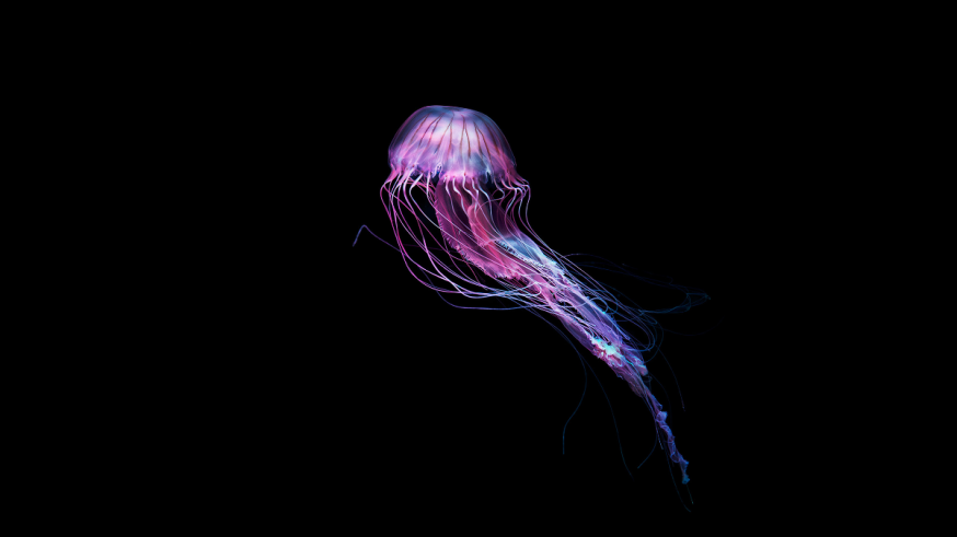 Medusa – Dirk Weyer