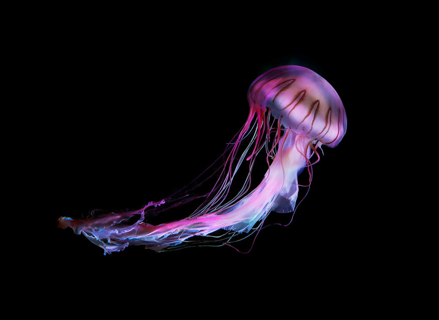 Medusa – Dirk Weyer