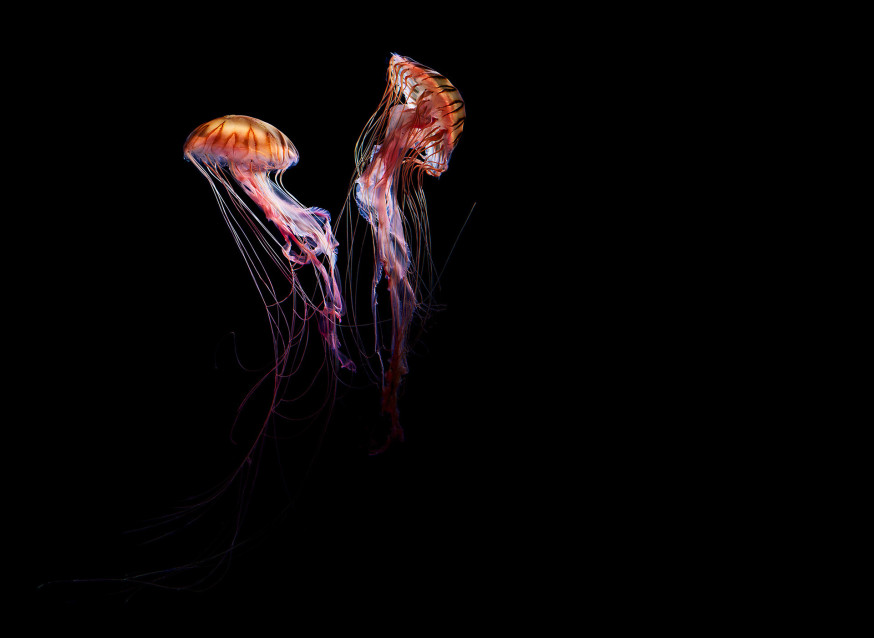 Medusa – Dirk Weyer