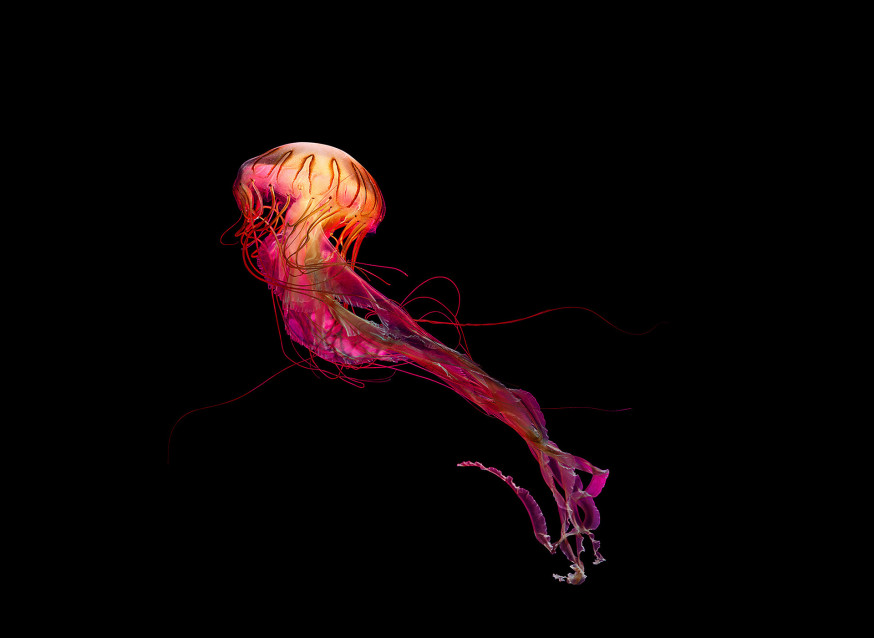 Medusa – Dirk Weyer